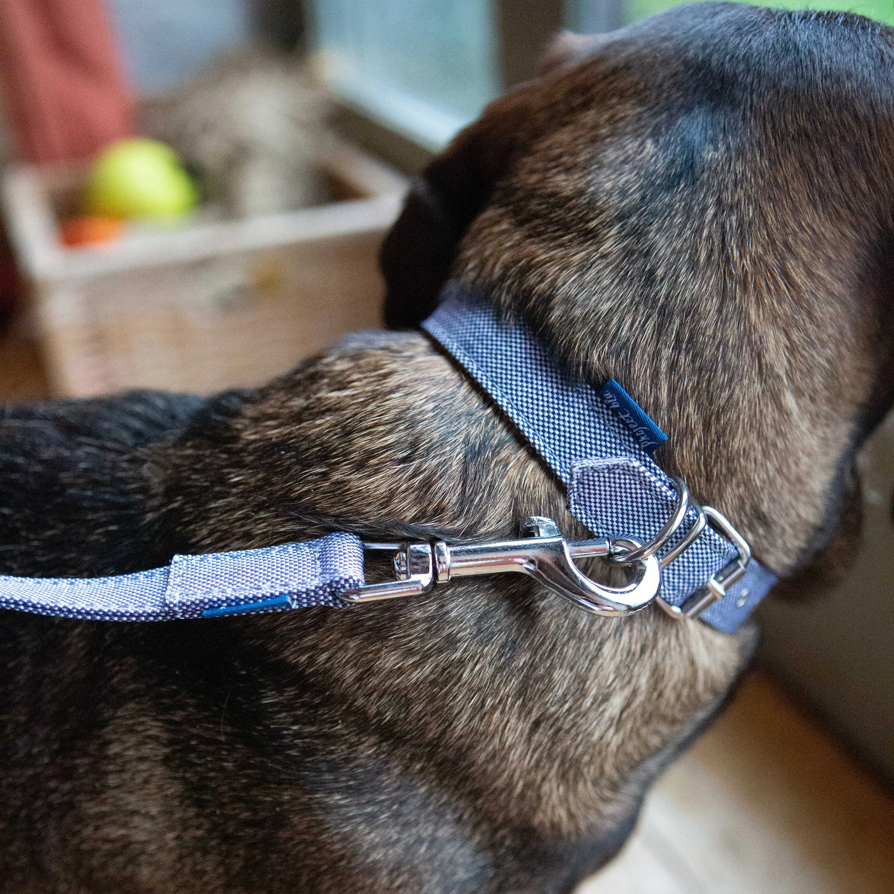 Recycled Dog Collar